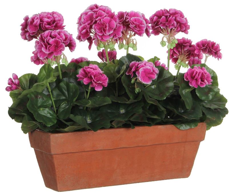 GERANIUM PURPLE IN BALCONY TRAY TERRA - L39XW13XH4 | EDEL1046052