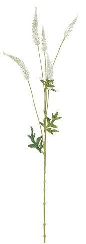 ASTILBE CREAM - L81CM 147754 CREAM01 | EDEL1131776