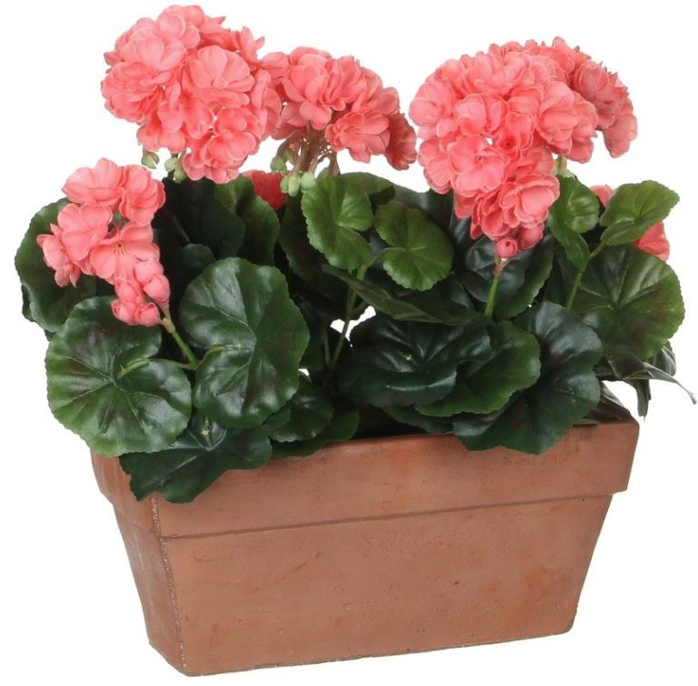GERANIUM SALMON IN BALCONY TRAY TERRA - L29XW13XH4 | EDEL1044339