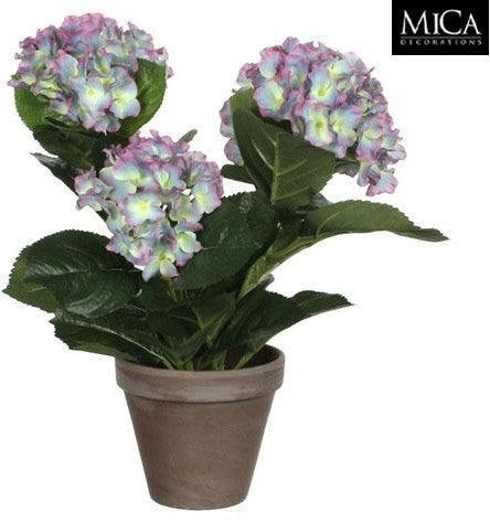 HYDRANGEA PURPLE IN POT D13.5CM | EDEL1051010