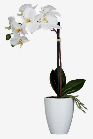 PHALAENOPSIS IN POT  | EDEL1062961