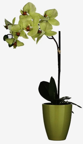 PHALAENOPSIS IN POT  | EDEL1062962