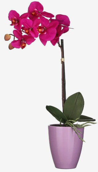 PHALAENOPSIS IN POT  | EDEL1062963