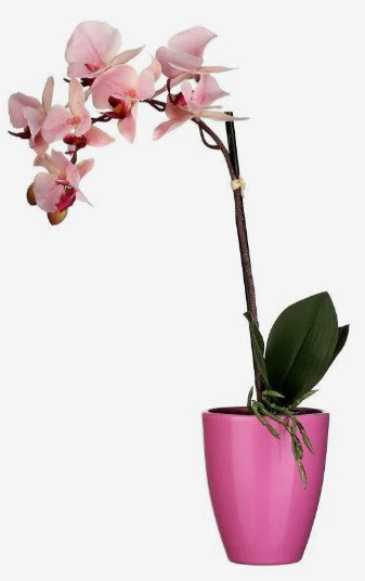 PHALAENOPSIS IN POT  | EDEL1062964