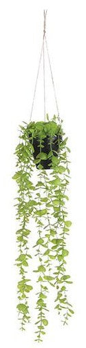 EUCALYPTUS HANGING IN POT GREEN  | EDEL1083464