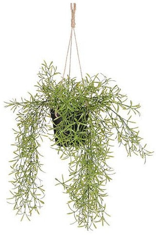 RHIPSALIS HANGING IN POT L40XD20CM | EDEL1108640