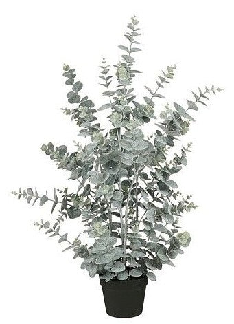 EUCALYPTUS IN POT GREEN - | EDEL1117274
