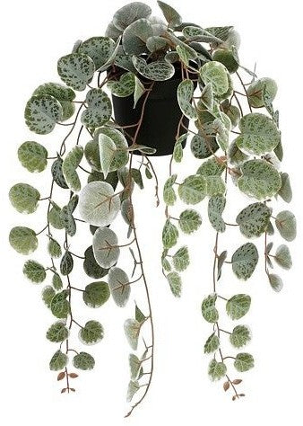 CEROPEGIA WOODII HANGING L46XW12XH10CM
 | EDEL1151040