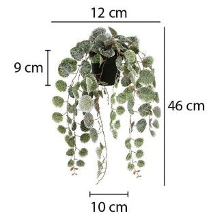 CEROPEGIA WOODII HANGING L46XW12XH10CM
 | EDEL1151040