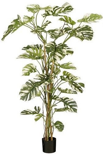 MONSTERA IN POT GREEN - H190XD145CM | EDEL1165077