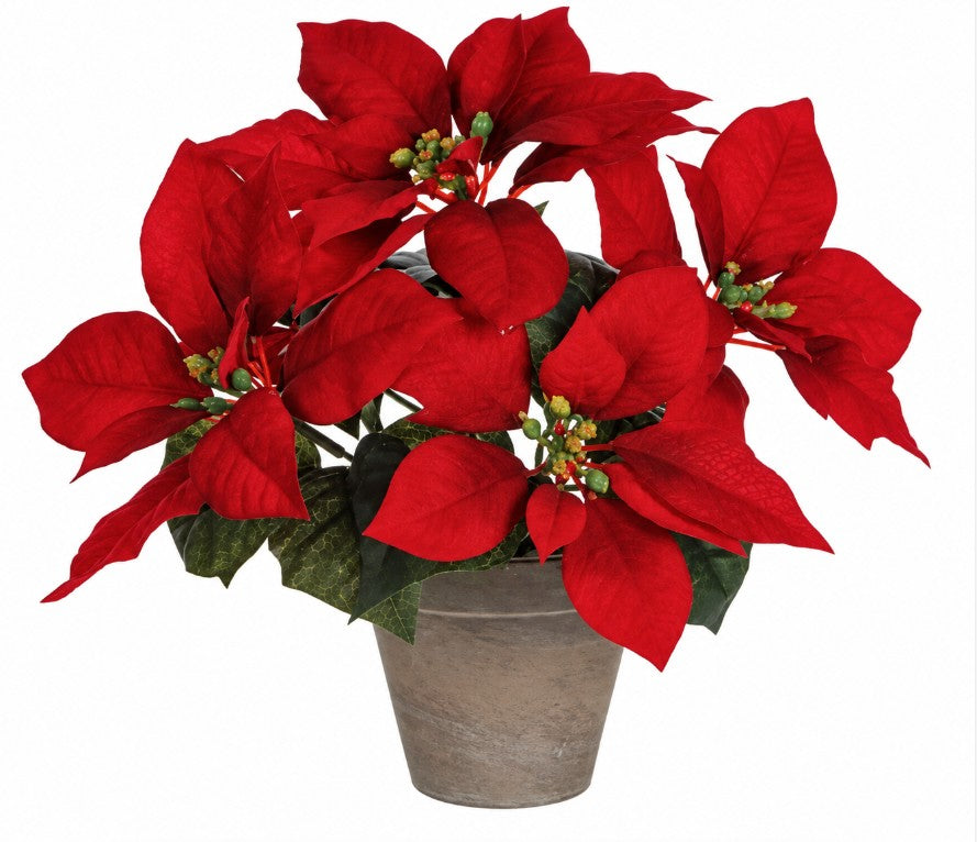 POINSETTIA RED IN POT STAN GREY | EDEL910012R
