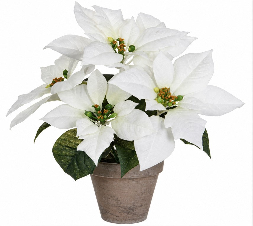 POINSETTIA WHITE IN POT STAN GREY | EDEL910012W