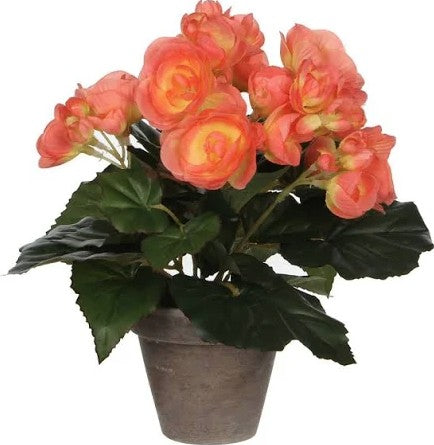 BEGONIA SALMON IN POT D9CM | EDEL977009