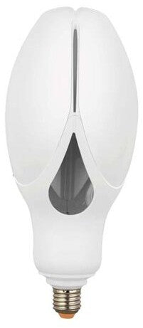 TULIP BULB | TUL1004K